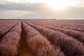 Beautiful view with a beautiful lavender field on sunset Royalty Free Stock Photo