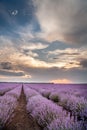 Beautiful view with a beautiful lavender field on sunset Royalty Free Stock Photo