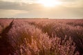 Beautiful view with a beautiful lavender field on sunset Royalty Free Stock Photo
