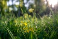 Beautiful view of the lawn with yellow flowers of the cowslip Royalty Free Stock Photo