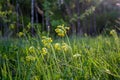 Beautiful view of the lawn with yellow flowers of the cowslip Royalty Free Stock Photo