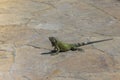 Beautiful view of lizard sitting on rock road. Royalty Free Stock Photo