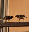 Local maina feeding her baby