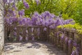 Beautiful view of the loggia from the masonry with arched windows and blossoming Wisteria