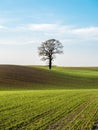 Beautiful view of a lone tree on a green hill with fresh grass during sunrise Royalty Free Stock Photo