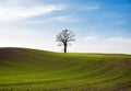 Beautiful view of a lone tree on a green hill with fresh grass during sunrise Royalty Free Stock Photo