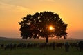 Beautiful view of the lonely tree on the field at scenic dawn Royalty Free Stock Photo