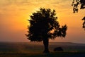 Beautiful view of the lonely tree on the field at scenic dawn Royalty Free Stock Photo