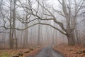Beautiful view of a long narrow rural road surrounded by trees on a foggy day