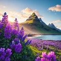 a beautiful view of lupine flowers on a sunny day. Royalty Free Stock Photo