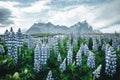 Beautiful view of lupine flowers on sunny day. Location Stokksnes cape, Vestrahorn, Iceland, Europe Royalty Free Stock Photo