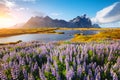 Beautiful view of lupine flowers on sunny day. Location Stokksnes cape, Vestrahorn, Iceland, Europe Royalty Free Stock Photo