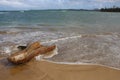 Luquillo Beach Puerto Rico, Log on Sand