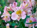 Beautiful view of lush ripe Peruvian lily Alstroemeria flower Royalty Free Stock Photo