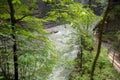 Beautiful view of lush trees and flowing stream in Aare gorge Aareschlucht