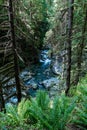 Beautiful View of Lynn Creek inside Lynn Canyon Park Royalty Free Stock Photo