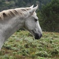 Beautiful view of a magnificent white horse with the green field in the background Royalty Free Stock Photo