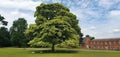 Beautiful view of a mature bushy tree in Calke Abbey