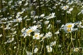 Beautiful view of meadow with flowering daisies in the beginning of summer
