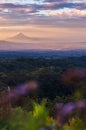 Beautiful view of the momotombo volcano on lake Managua in Nicaragua at sunset with purple flowers out of focus in the foreground