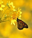 Monarch Butterfly Rests & Feeds on Sunflower Royalty Free Stock Photo