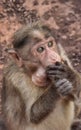 Cute Monkey Royalty Free Stock Photo