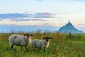 Beautiful view of Mont Saint Michel abbey on the island with sheep on the field, Normandy, Northern France Royalty Free Stock Photo