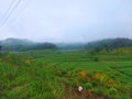 Beautiful view of morning rice plants and mountains, Wonogiri village, Central Java, Indonesia Royalty Free Stock Photo