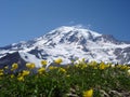 Beautiful view of Mount Rainier with yellow flowers in the foreground