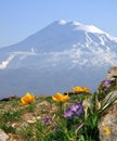 A beautiful view of Mountain Ararat Royalty Free Stock Photo