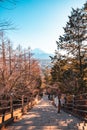 Beautiful view of mountain Fuji and Chureito pagoda