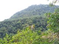 beautiful view of mountains and hills with trees in the morning