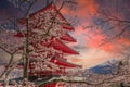 Beautiful view of Mt. Fuji and Chureito pagoda with cherry blossoms in japan Royalty Free Stock Photo