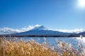 Beautiful view Mt.Fuji with snow capped, blue sky and gold mesdow grass in the wind at Kawaguchiko lake, Japan. Royalty Free Stock Photo