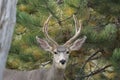 Beautiful view of a mule deer looking at the camera in the forest.