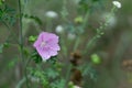 Beautiful view of Musk Mallow flower in the garden Royalty Free Stock Photo