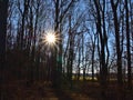 View of deciduous forest of tall beech trees without leaves in morning sunlight in late autumn with backlit and lens flare. Royalty Free Stock Photo