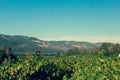 Beautiful view of Napa Valley Vineyard, California Royalty Free Stock Photo