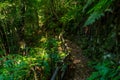 Beautiful view of the natural park of Cubo de la Galga on the island of La Palma, Canary Islands