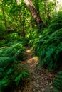 Beautiful view of the natural park of Cubo de la Galga on the island of La Palma, Canary Islands