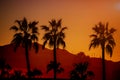 Beautiful view nature mountain of arizona with silhouette palm tree on the sunset time Royalty Free Stock Photo