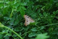 beautiful view of nature perfect butterfly