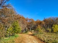 Beautiful view of the nature in the sunny autumn fall day with path in the middle and forest on the sides with colorful yellow old Royalty Free Stock Photo