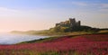 Bamburgh Castle, Northumberland & the pink Campions