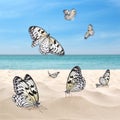 Beautiful view on ocean beach with amazing butterflies