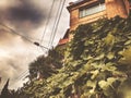 Beautiful view of the old bildin against the sky, rounded green leaves. The old quarter of Tbilisi