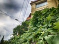 Beautiful view of the old bildin against the sky, rounded green leaves. The old quarter of Tbilisi