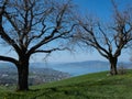 Beautiful view through old trees from Etzel over the lake Zurich, Switzerland Royalty Free Stock Photo