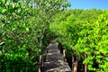 Beautiful view of old wooden walkway surrounded with mangrove reforestation Royalty Free Stock Photo