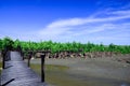 Beautiful view of old wooden walkway surrounded with mangrove reforestation Royalty Free Stock Photo